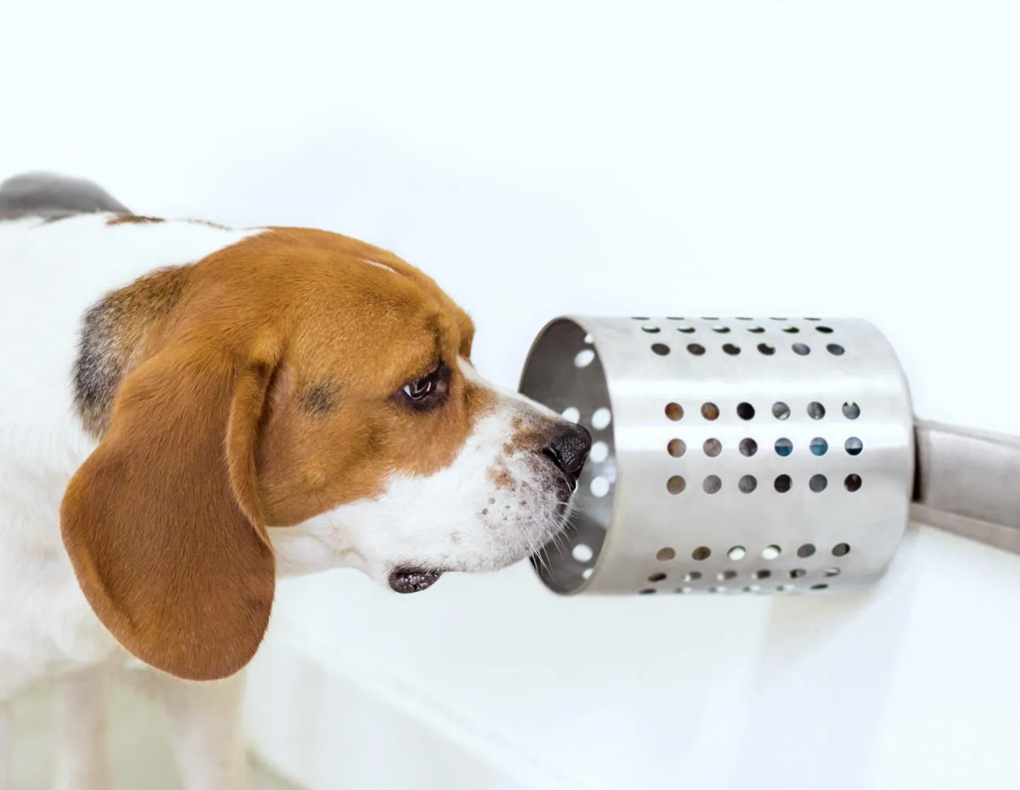 Собак тренують визначати рак на ранніх стадіях