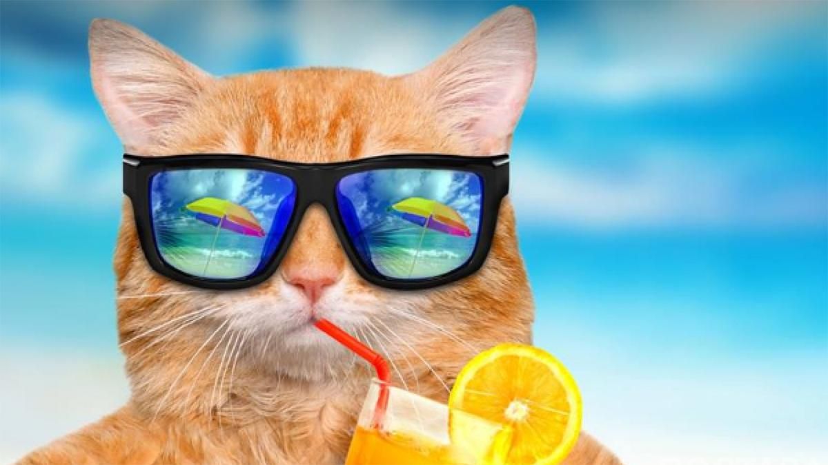 У Києві скоро буде клімат, як в Австралії: дослідження У Києві скоро буде клімат, як в Австралії: дослідження