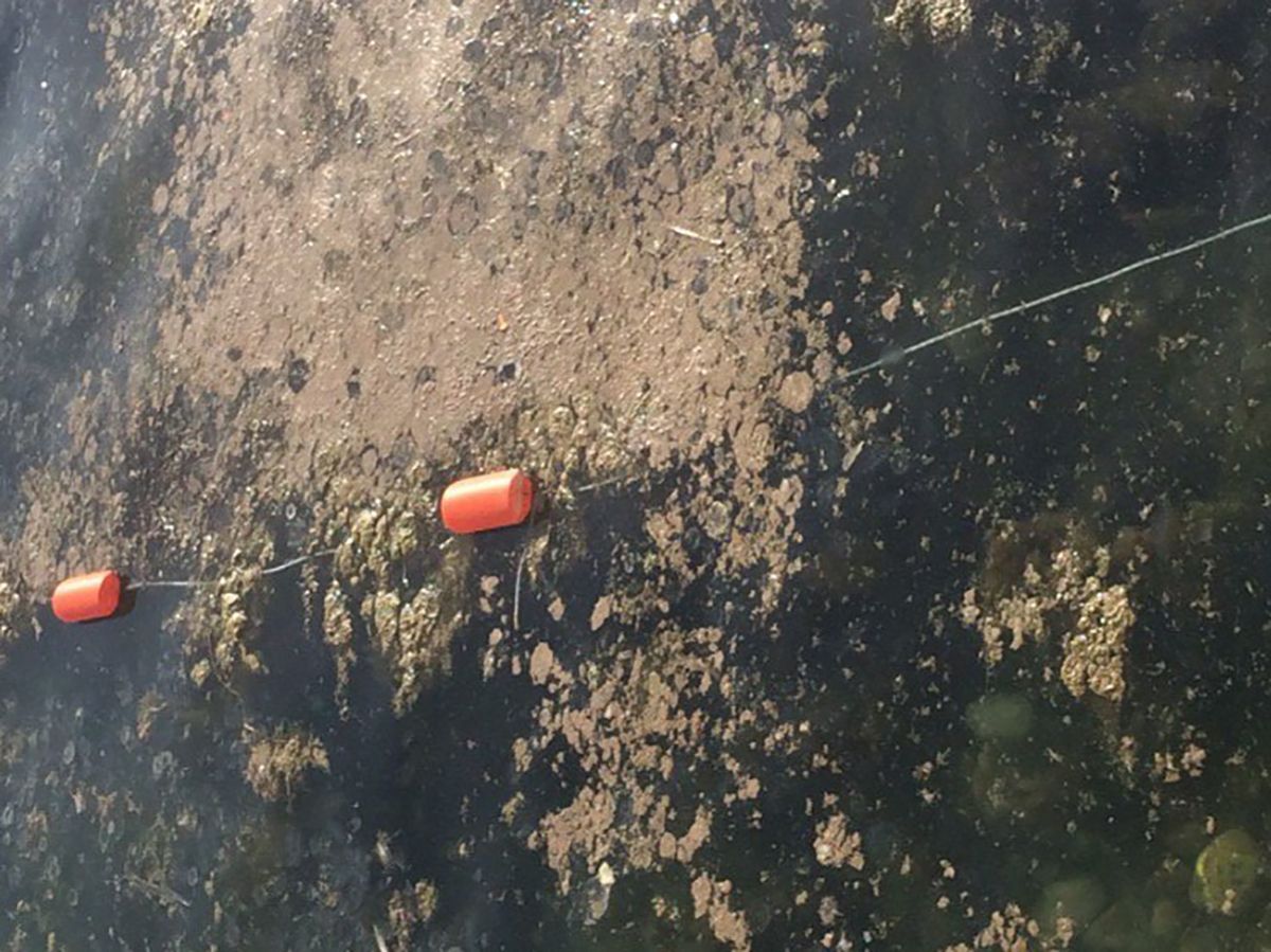 "Вас не було – не смерділо": Крим страждає від нового екологічного лиха – фото та відео "Вас не було – не смерділо": Крим страждає від нового екологічного лиха – фото та відео