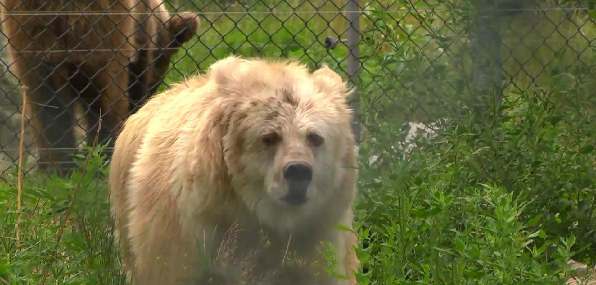 Яка рідкісна жителька оселилася в притулку для ведмедів: фото та відео
