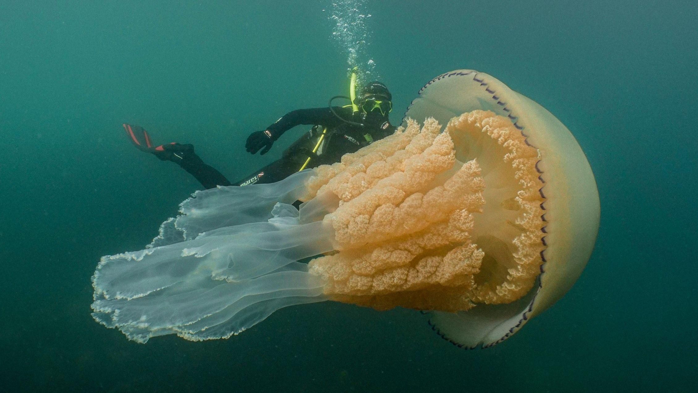 Гигантскую медузу размером с человека обнаружили в Британии: впечатляющие кадры