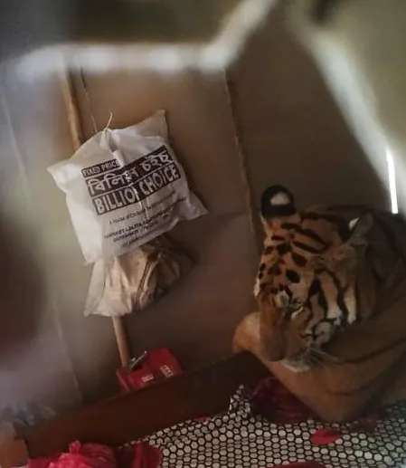 тигриця індія тигриця індія