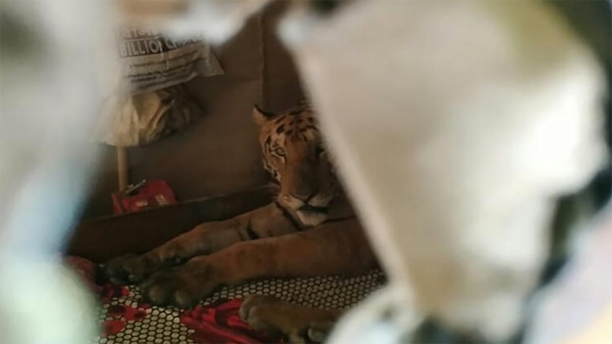 Тигрица пробралась в дом и сладко заснула: курьезные фото