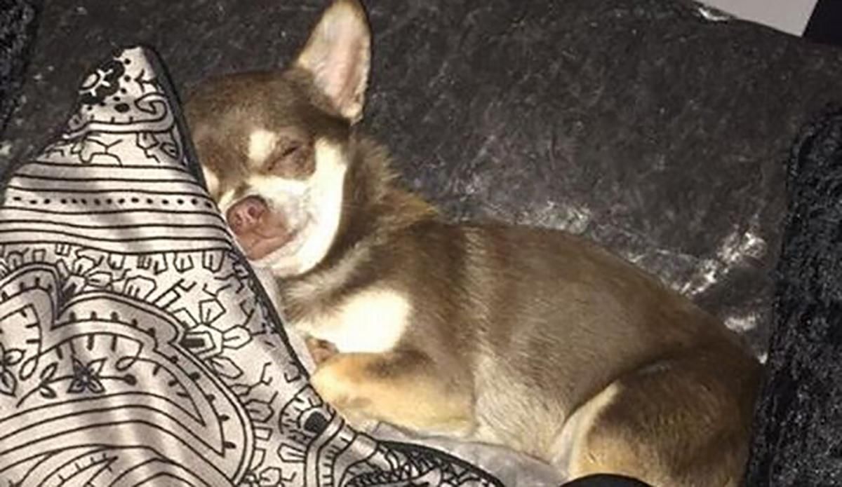 Чайка украла собаку просто со двора дома: фото Чайка украла собаку просто со двора дома: фото