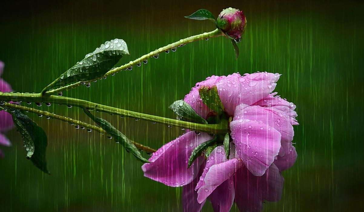 Погода 24 июля 2019 Украина – прогноз погоды от синоптика Погода 24 июля 2019 Украина – прогноз погоды от синоптика