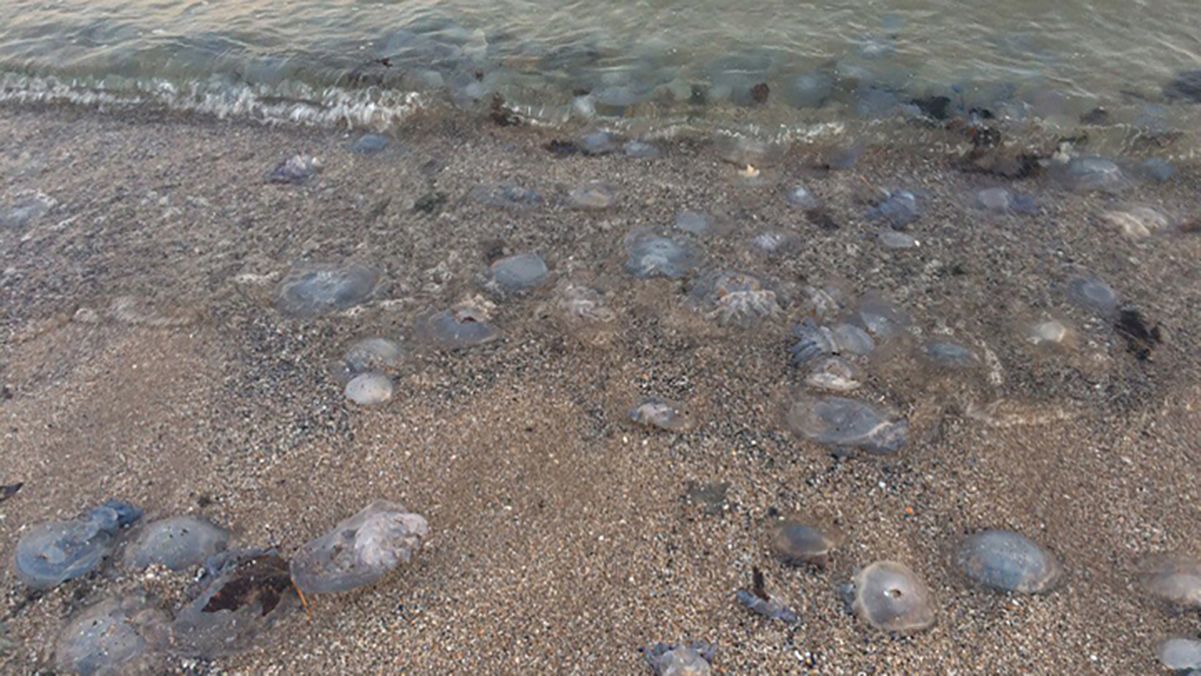 Курорт на Азове атаковали медузы: ошеломительные фото Курорт на Азове атаковали медузы: ошеломительные фото
