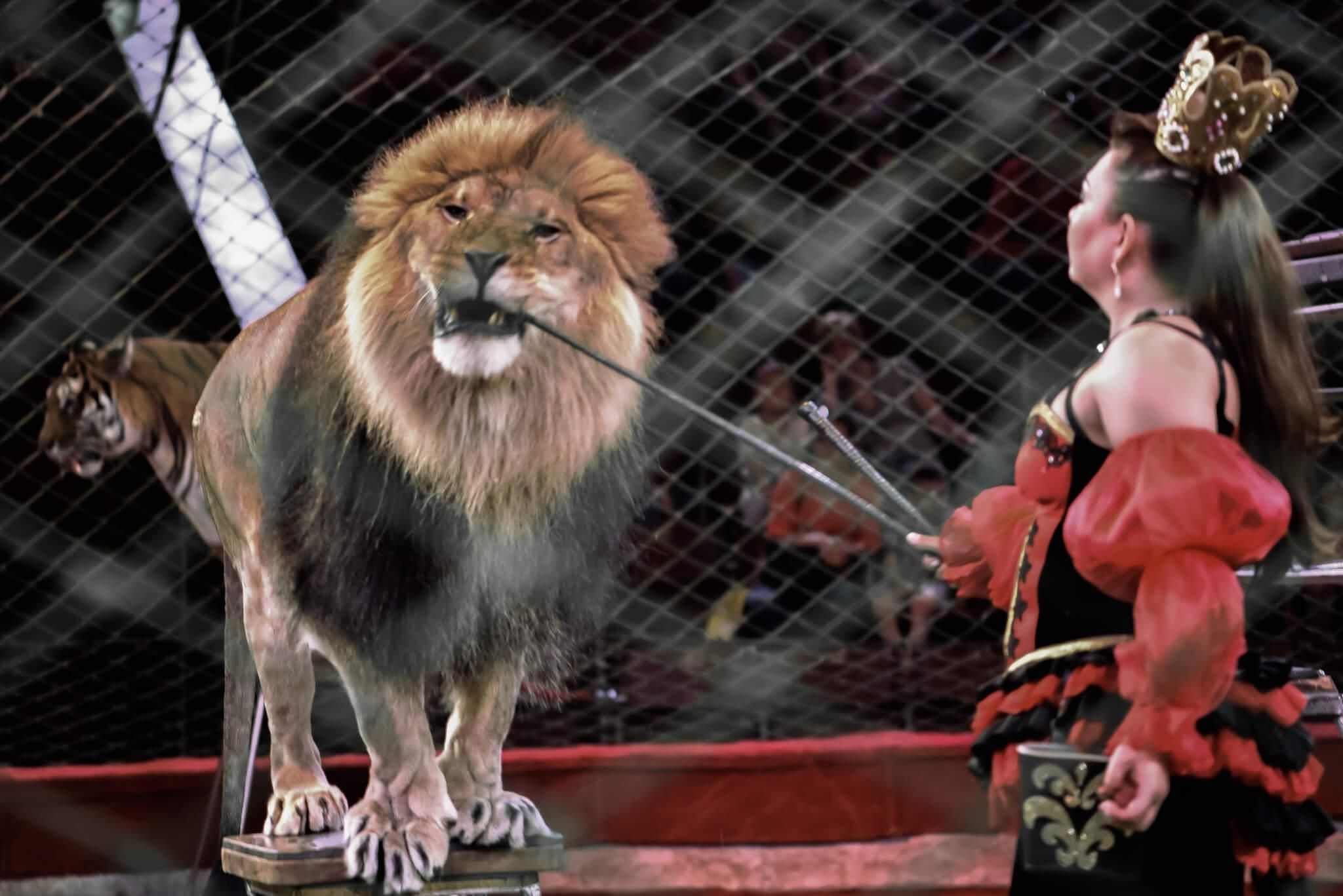 "Заборонити використання тварин у цирках": що вже вдалося зробити зоозахисникам