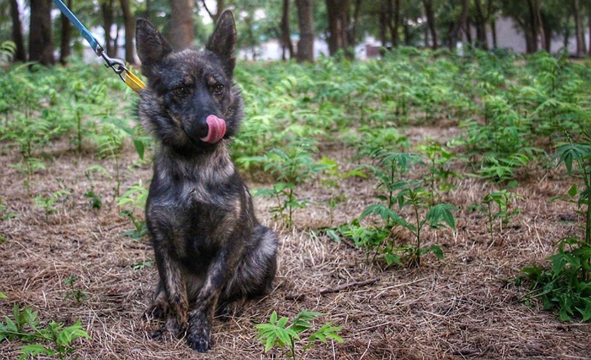 Собака захоплених на Азові моряків повернулась в Україну: зворушливі фото