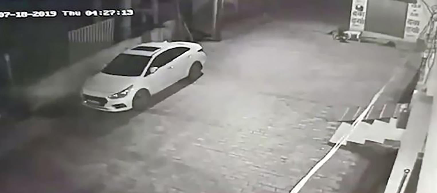 Бездомные собаки в Индии спасли младенца, которого мать выбросила в канализацию: фото и видео