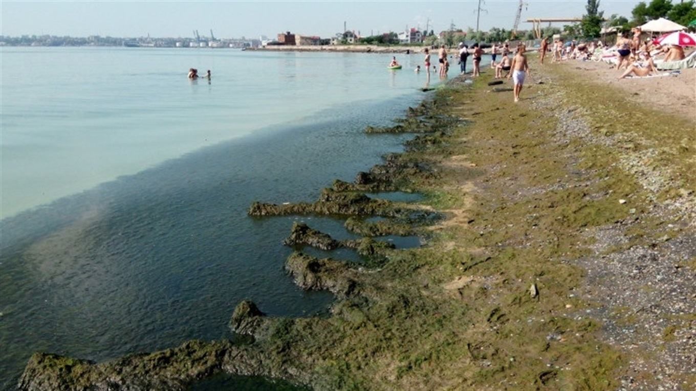 Міські пляжі Одеси знову у водоростях: чи загрожує це здоров'ю людей