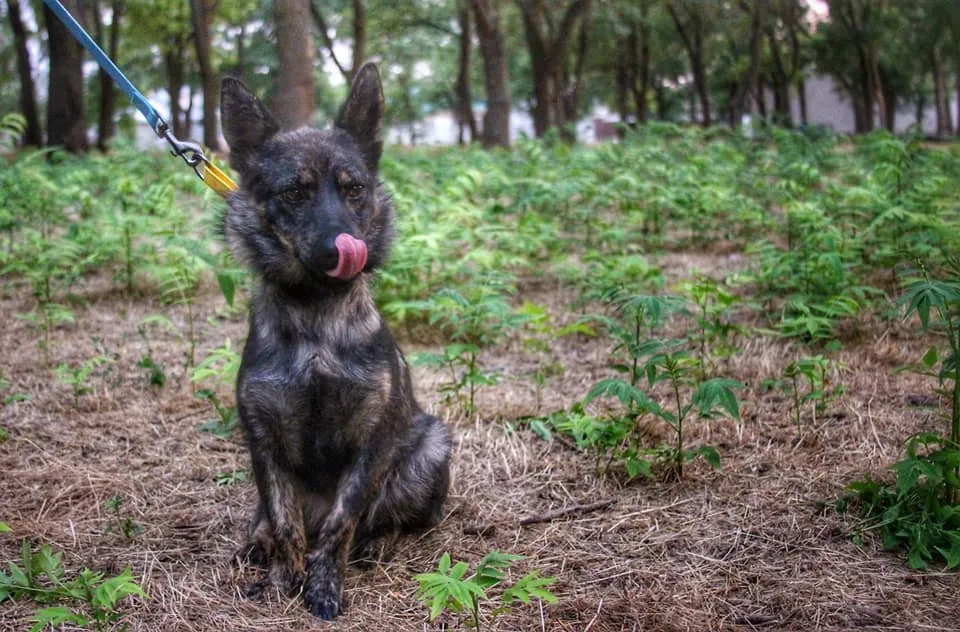 Пес Джесі Пес Джесі