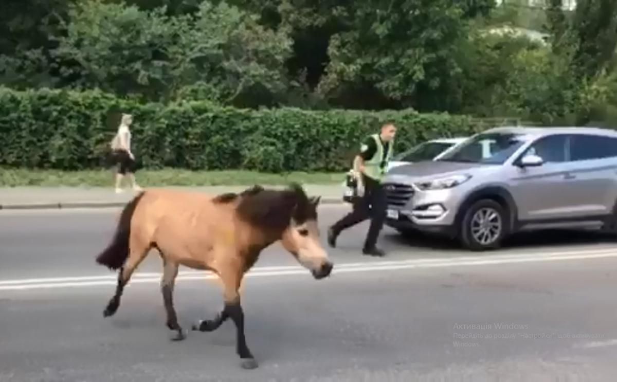 Пони-беглеца поймали на улице в Киеве: смешное видео