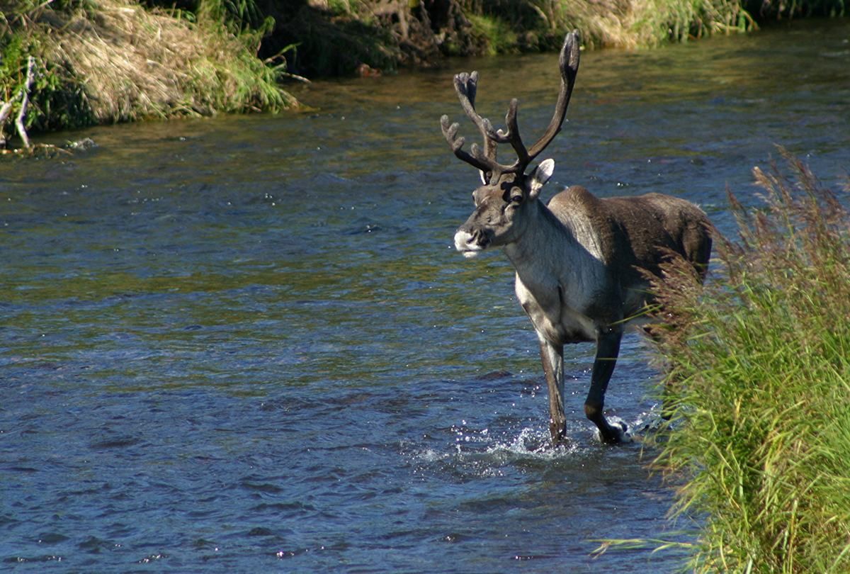 Оленей-пловцов поймали на видео в Запорожье Оленей-пловцов поймали на видео в Запорожье