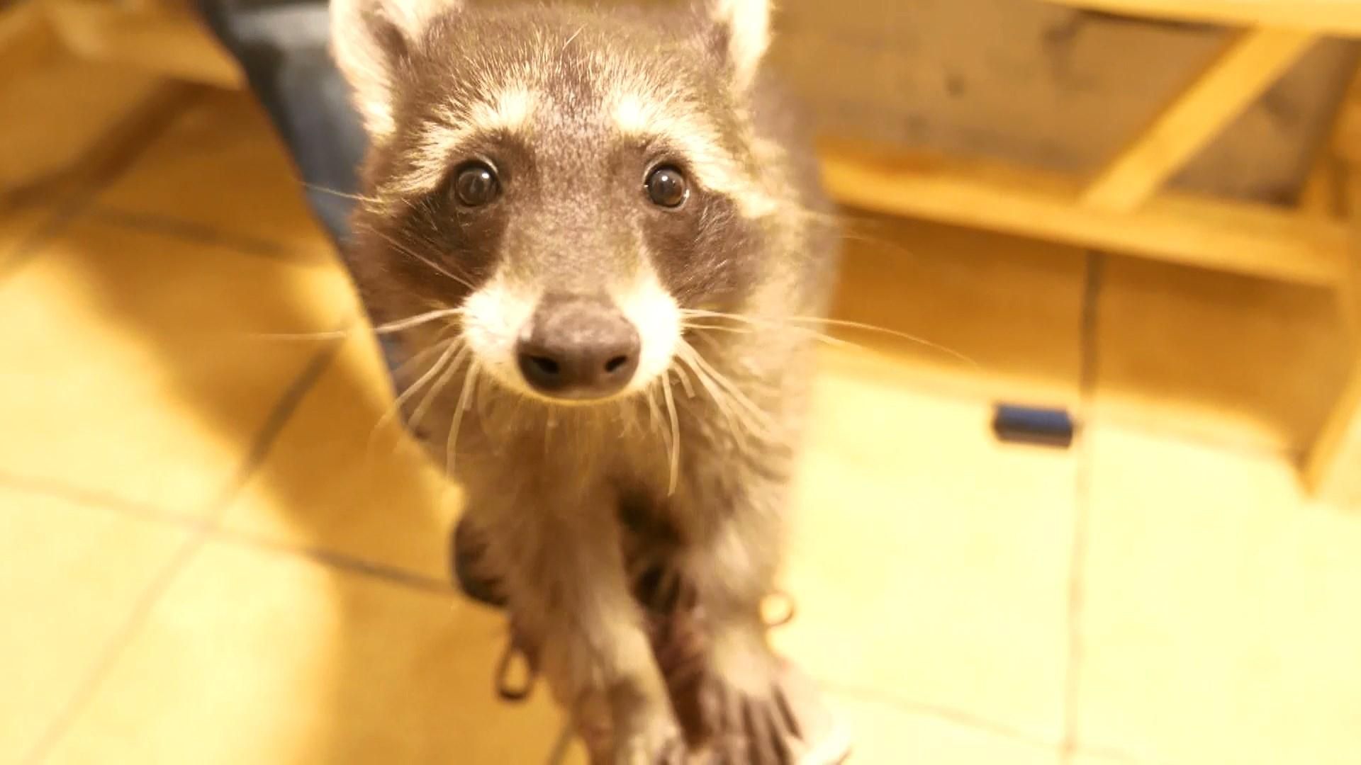 Кафе с енотами в Харькове: следят ли зоозащитники за безопасностью животных Кафе с енотами в Харькове: следят ли зоозащитники за безопасностью животных