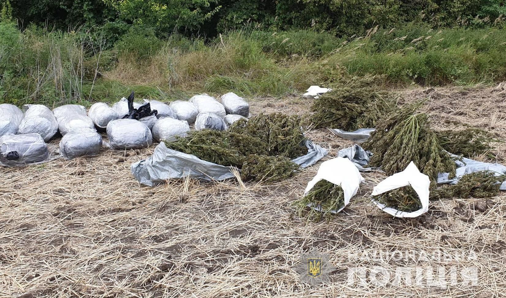 На Луганщині 150 кілограмів марихуани поліцейські знайшли просто неба: фото