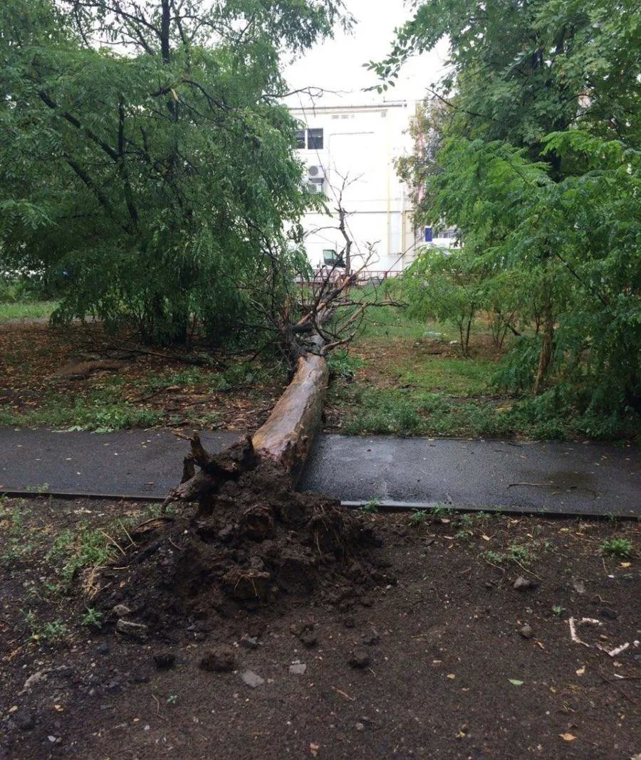 дерево Дніпро