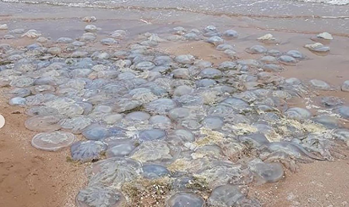 На берег Азовського моря викинуло тисячі мертвих медуз: фото, відео