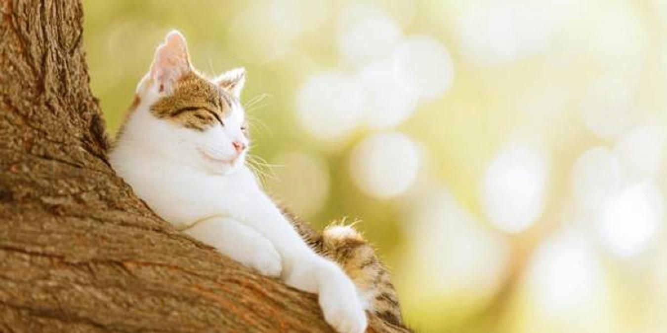 Прогноз погоды 7 августа 2019 Украина – прогноз погоды на день Прогноз погоды 7 августа 2019 Украина – прогноз погоды на день