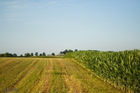 Як запуск ринку землі вплине на економічне зростання: пояснення фахівця