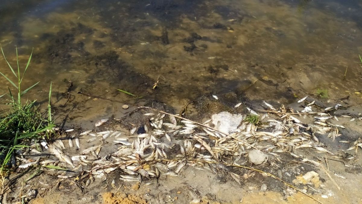 У Донецьку екологічна катастрофа: масово гине риба – фото
