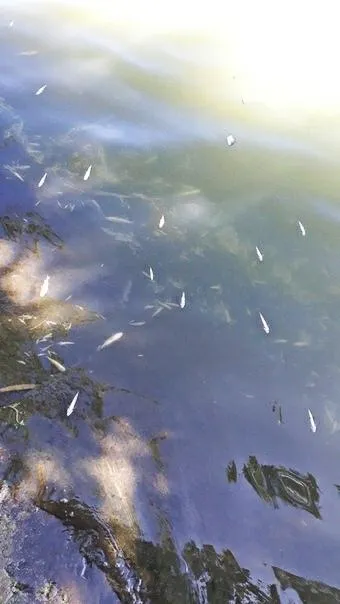 донецьк екологічна катастрофа загинула риба окупанти річка кальміус