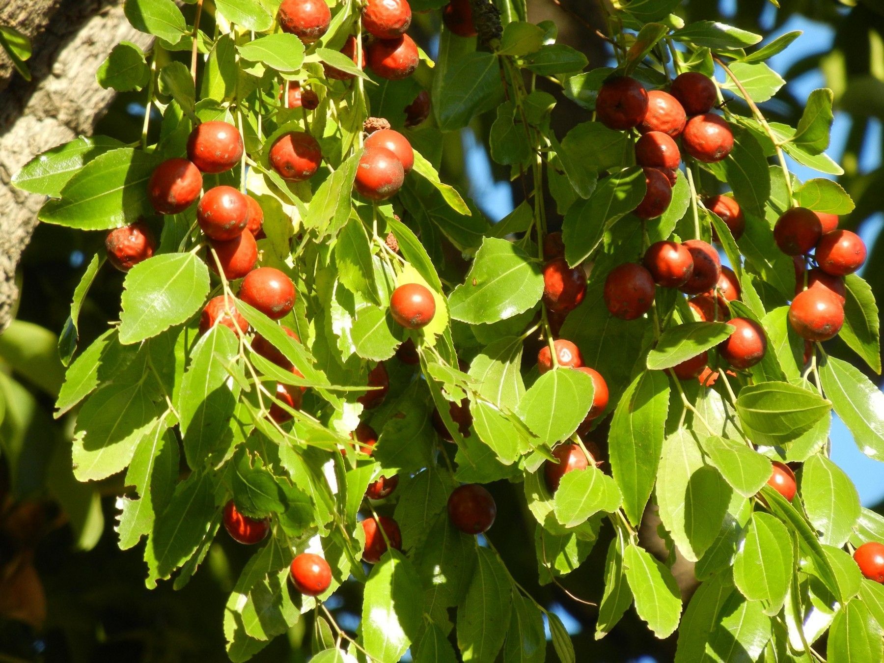 Садовник выращивает экзотические фрукты на Тернопольщине