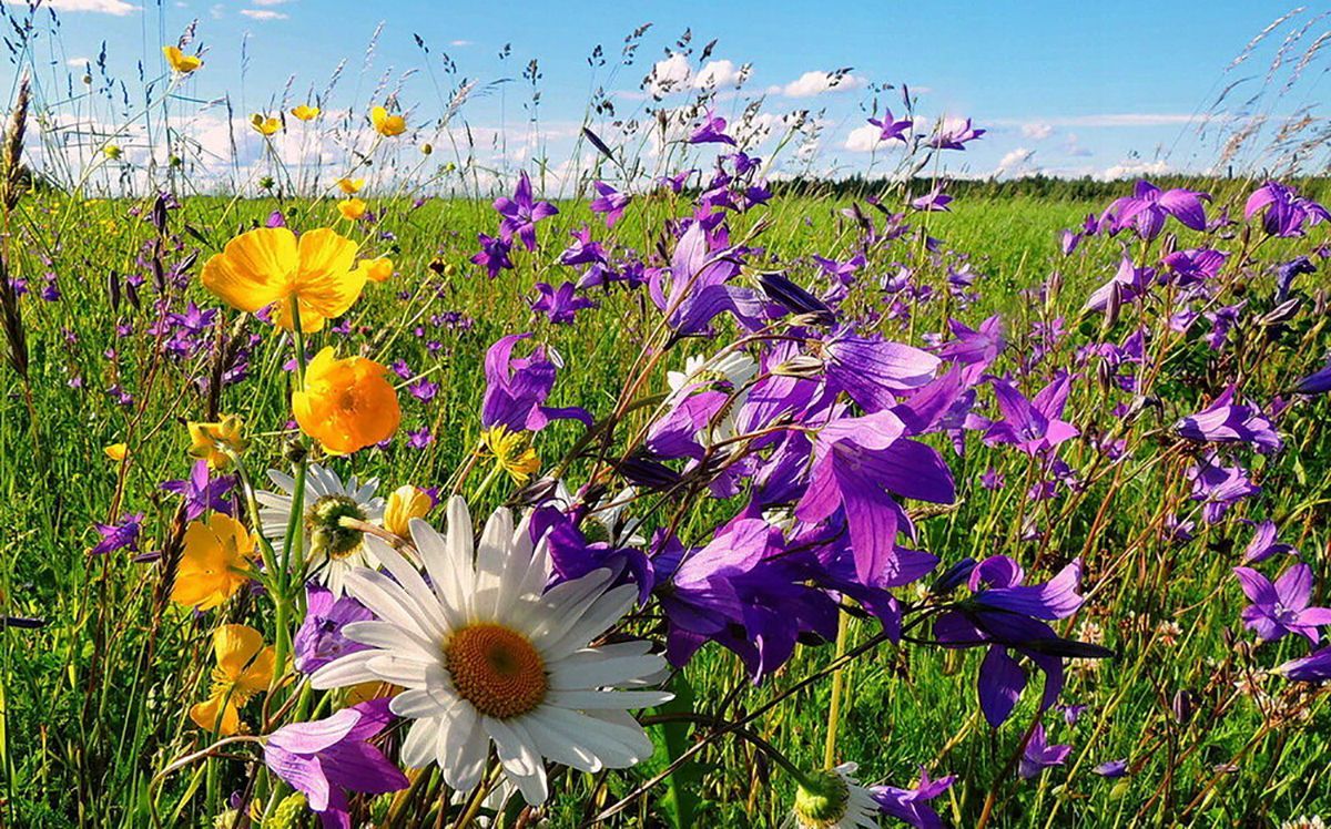 Погода 13 августа 2019: Украину накроет жара – прогноз синоптика Погода 13 августа 2019: Украину накроет жара – прогноз синоптика