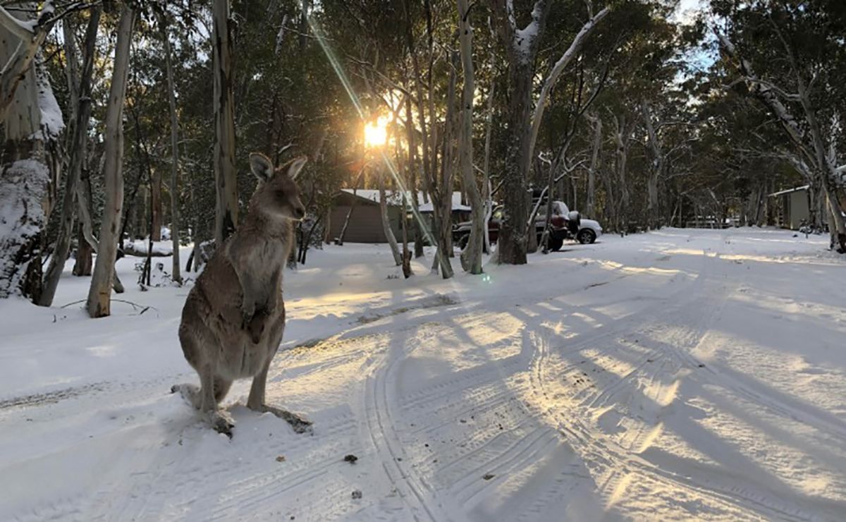 Снег в Австралии в августе 2019 – видео как кенгуру прыгают по снегу