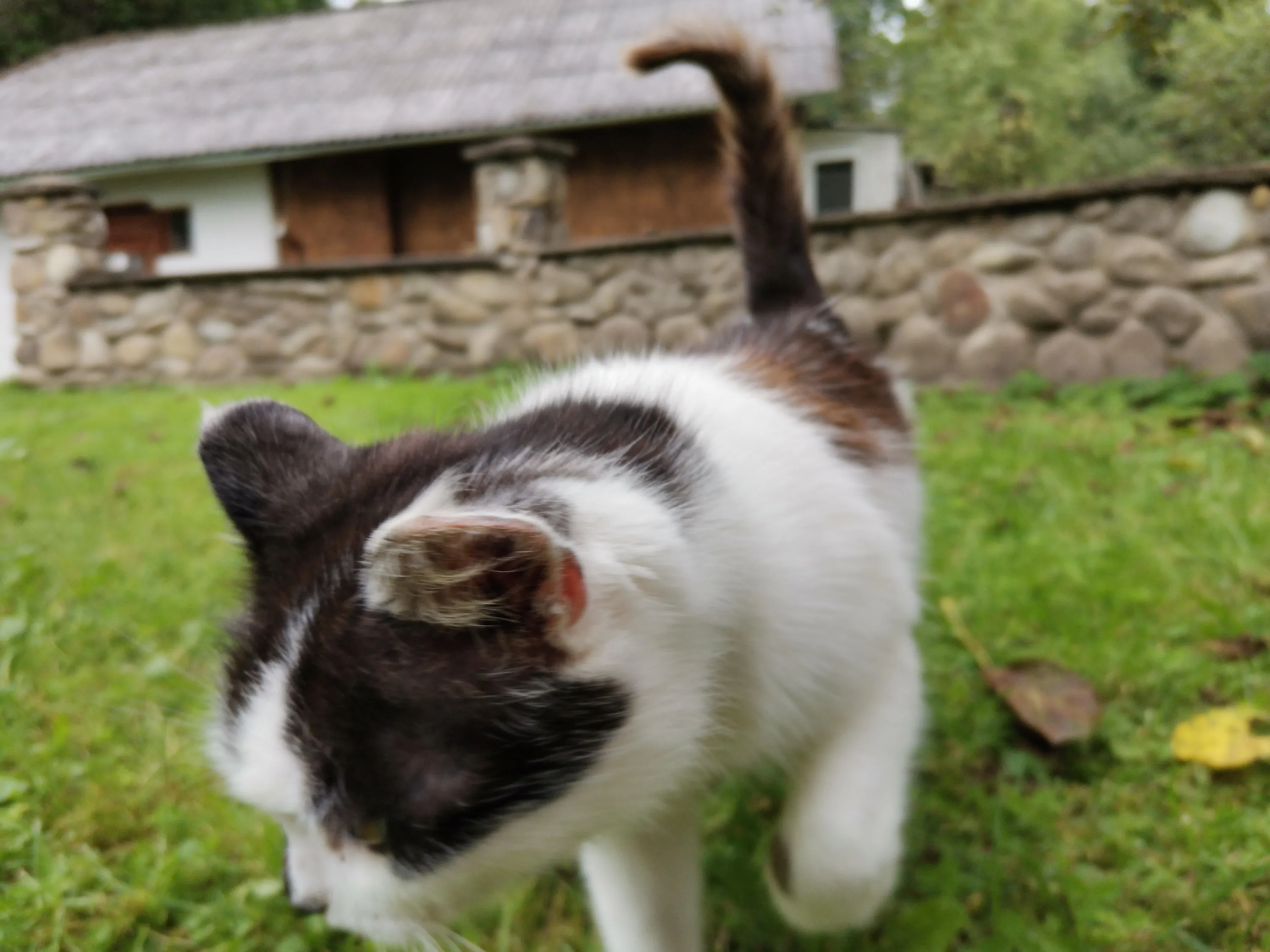 Honor 20 