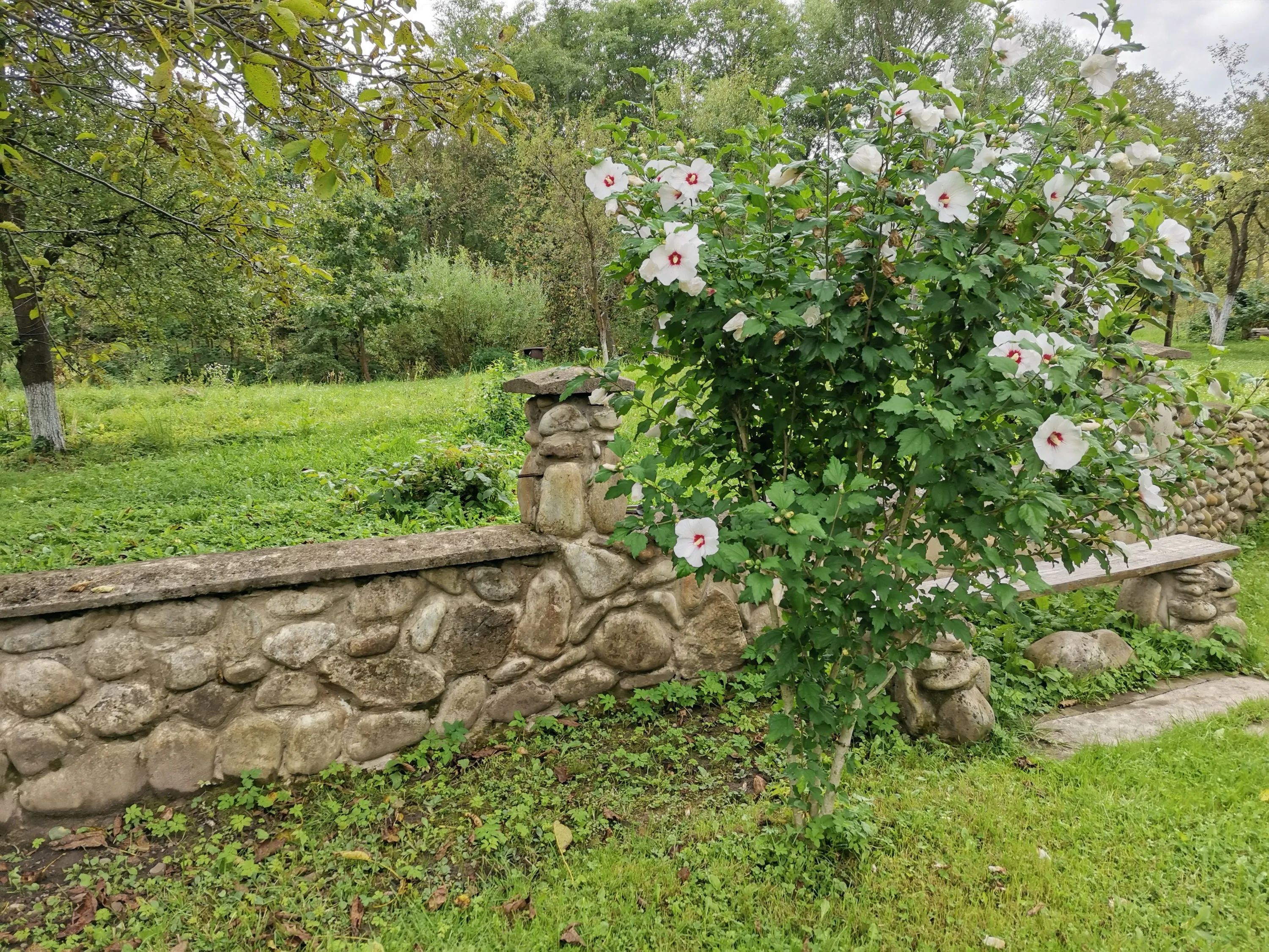 Honor 20 Honor 20