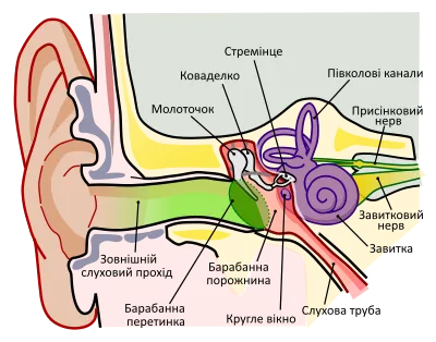 Будова вуха