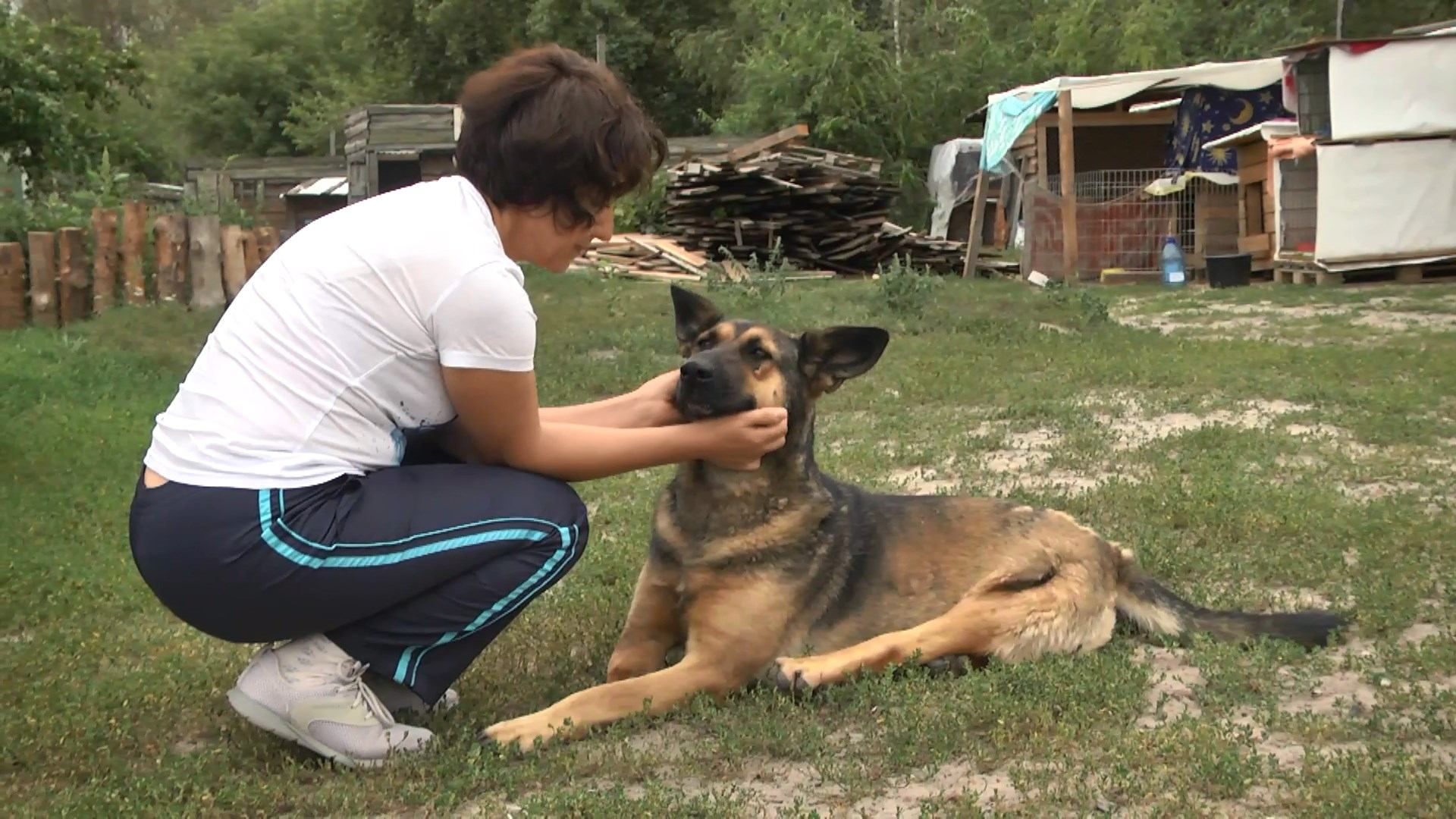 Як українці допомагають безпритульним тваринам: розповідь власниць притулків