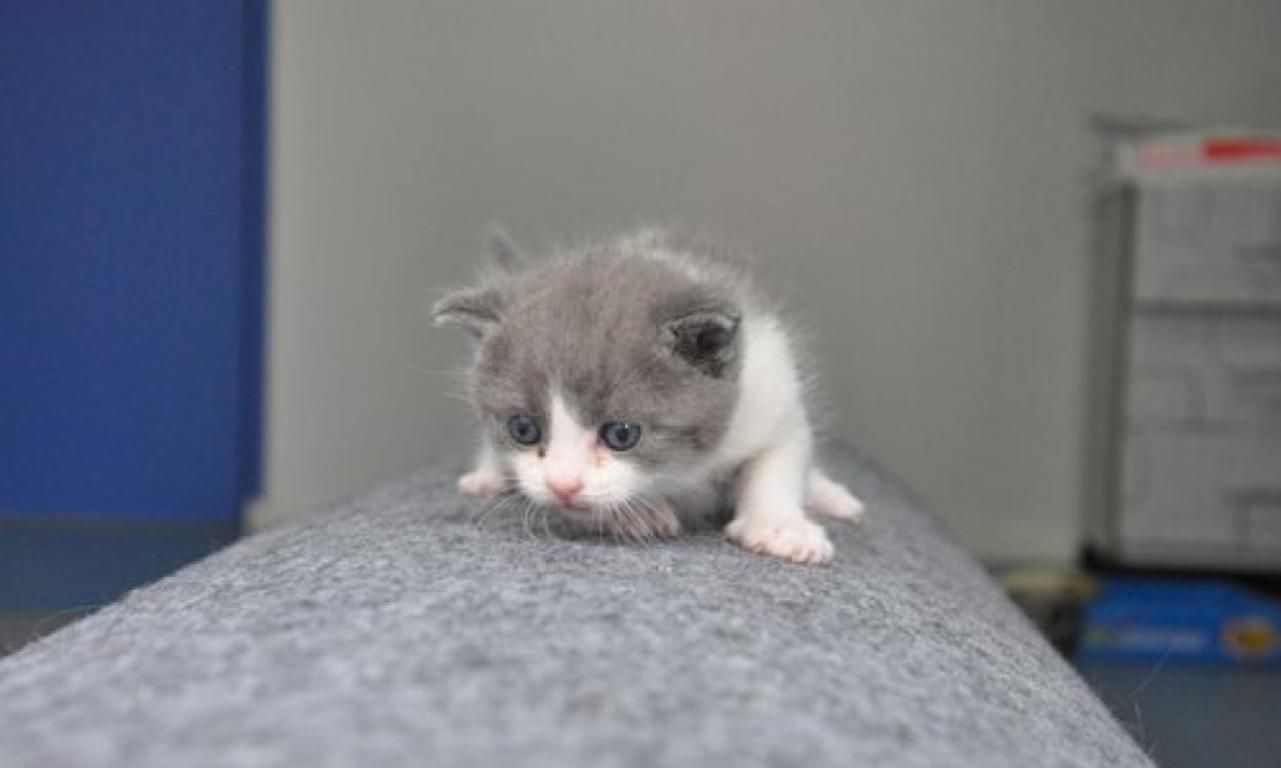 В Китае удалось успешно клонировать котенка: милые фото и видео В Китае удалось успешно клонировать котенка: милые фото и видео