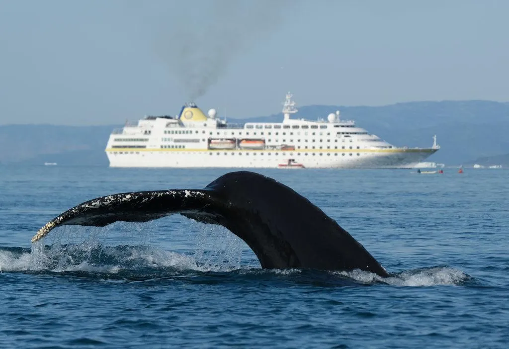 Гренландія корабель кит