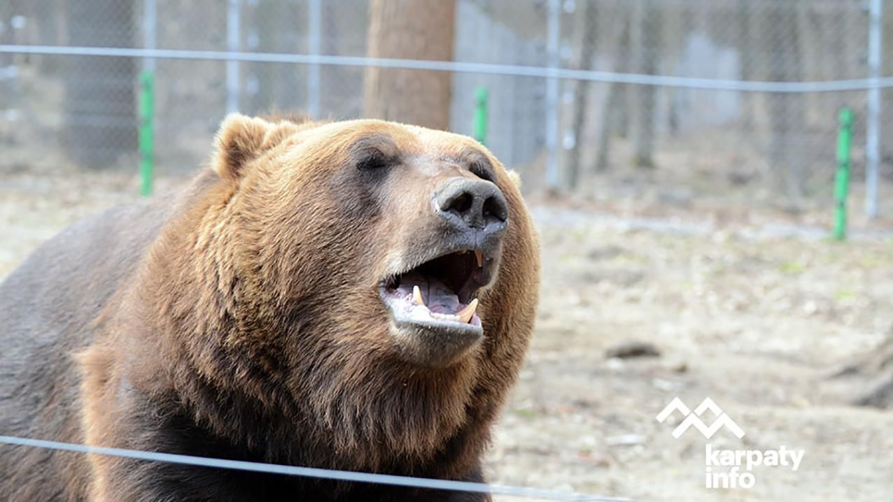 В медвежьем приюте "Домажир" установили необычный национальный рекорд: видео