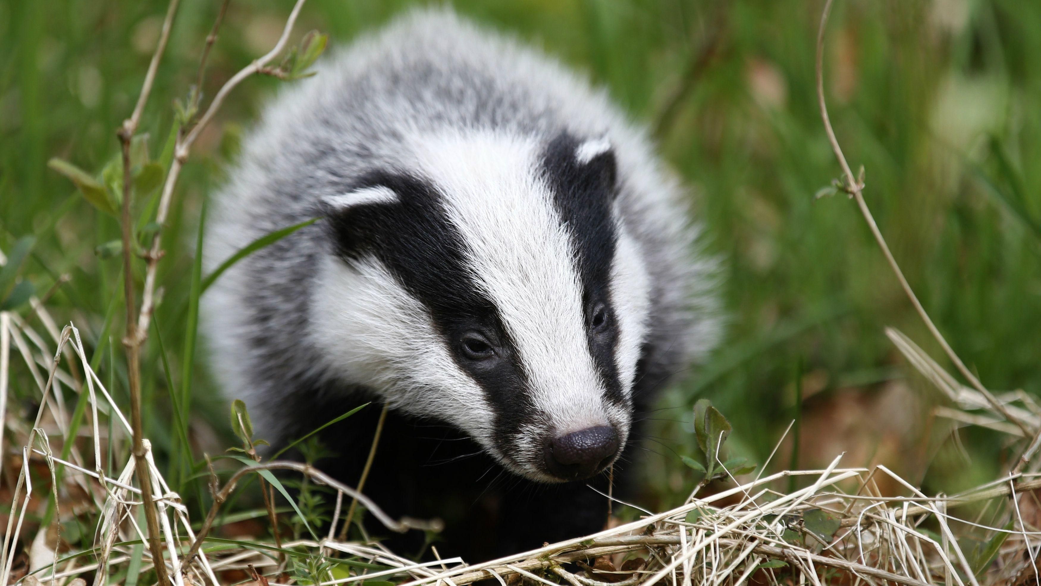 Зоозахистникы спасли от злоумышленников барсука, которым те торговали в интернете Зоозахистникы спасли от злоумышленников барсука, которым те торговали в интернете