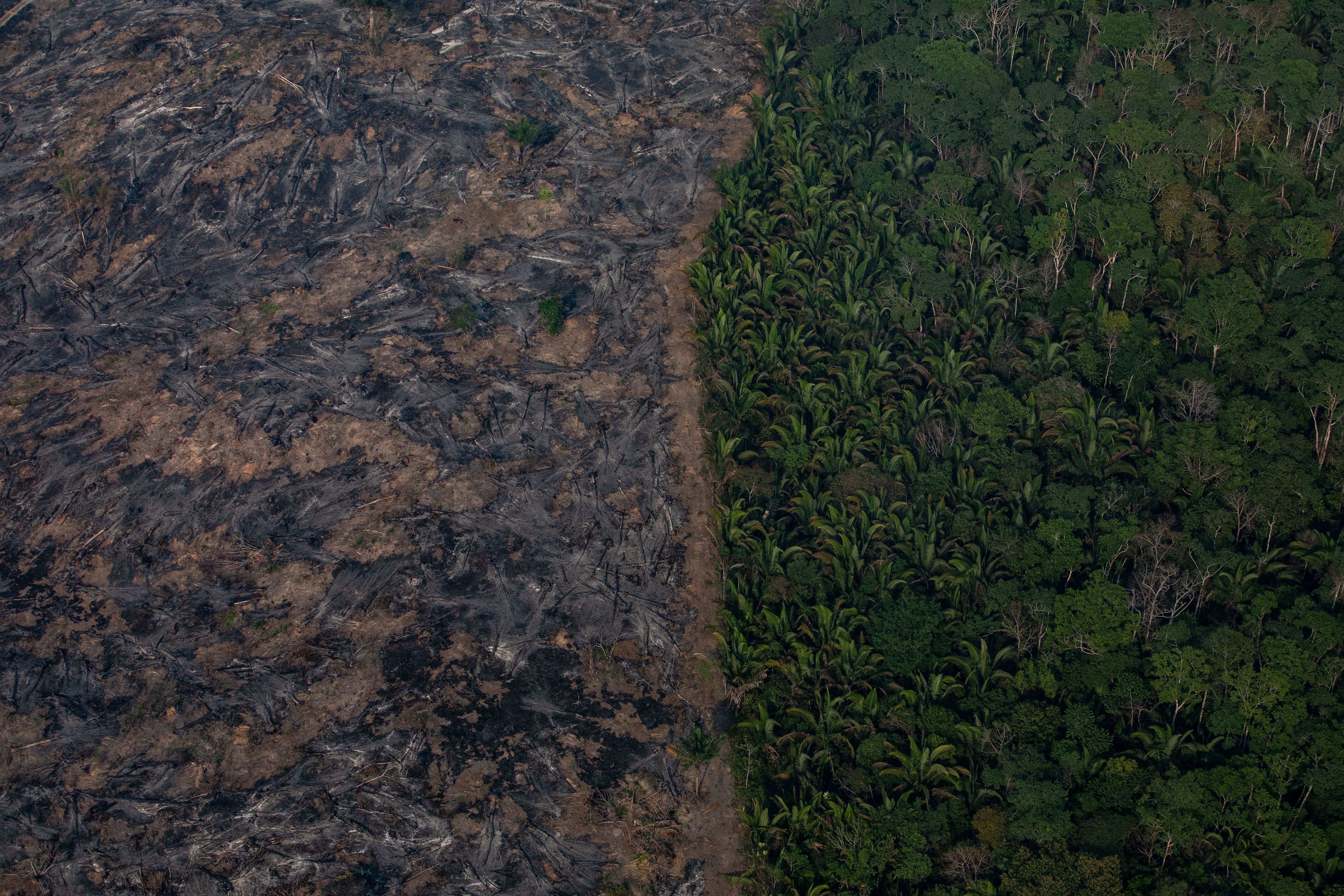 Масштабные пожары в Амазонии: как сейчас выглядят "легкие планеты" – фото, видео