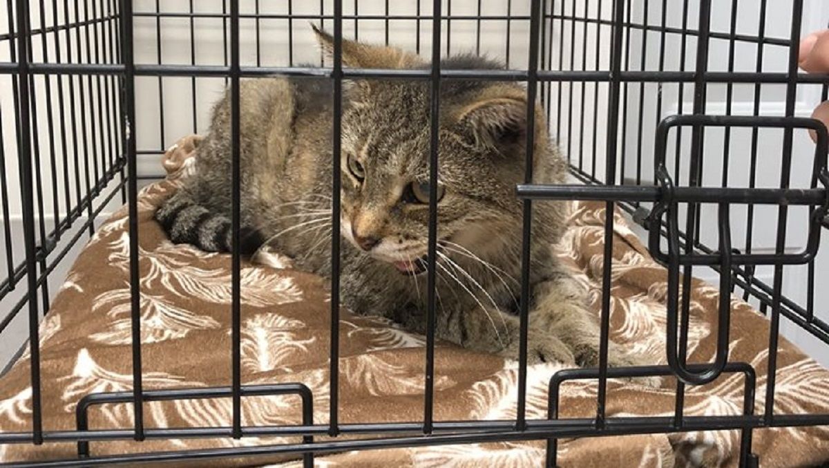 Кошка вернулась к хозяйке через 11 лет блужданий Кошка вернулась к хозяйке через 11 лет блужданий