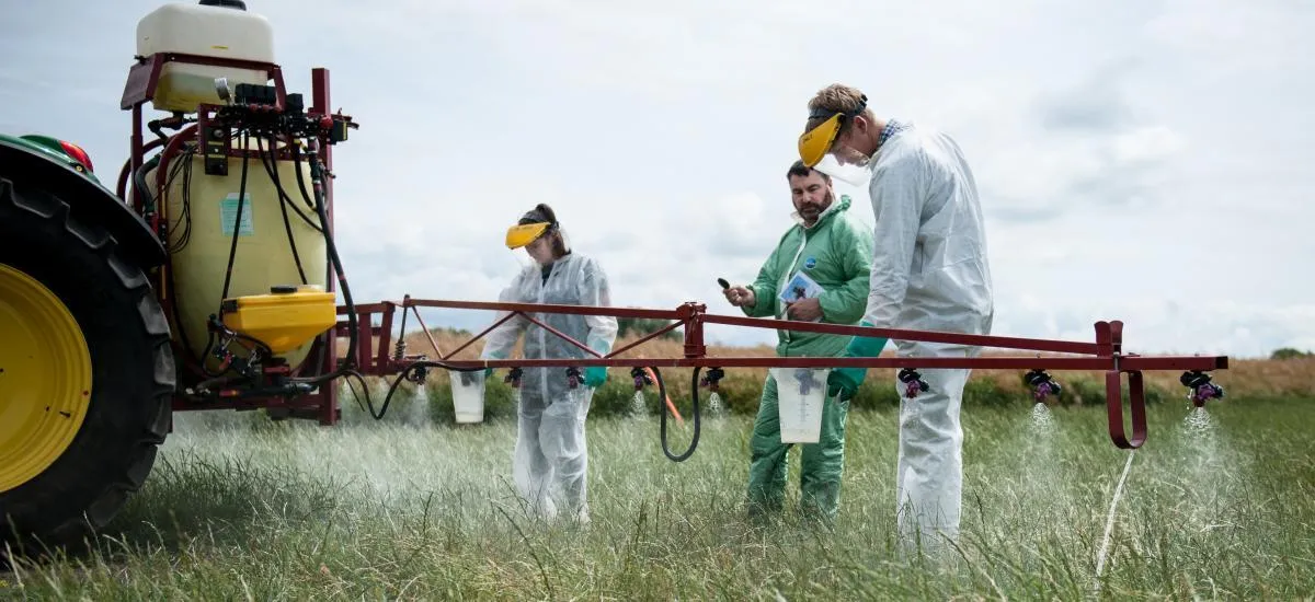 При обробленні врожаю одягайте респіратор, закритий одяг, рукавиці