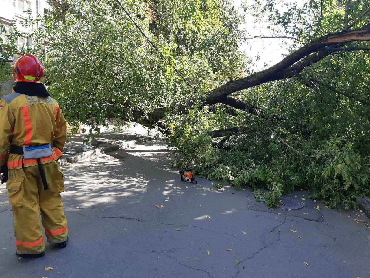 У Києві на жінку впало велике дерево: відео інциденту У Києві на жінку впало велике дерево: відео інциденту