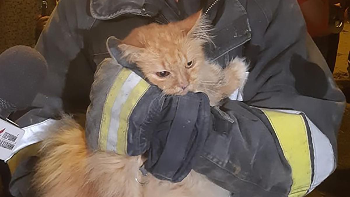 З-під завалів будинку у Дрогобичі рятувальники витягнули кота: зворушливе фото