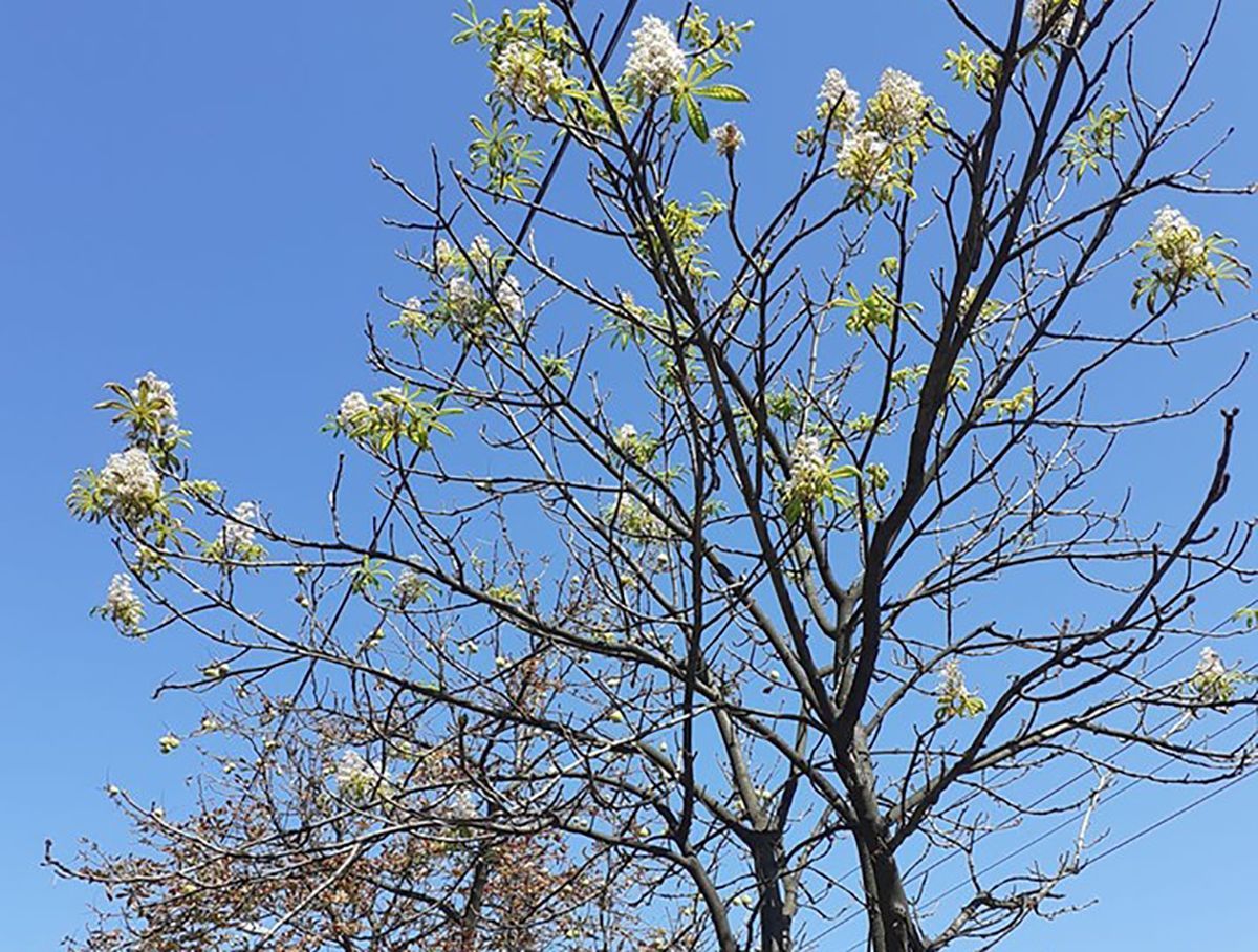 У Києві несподівано розквітли каштани: фото