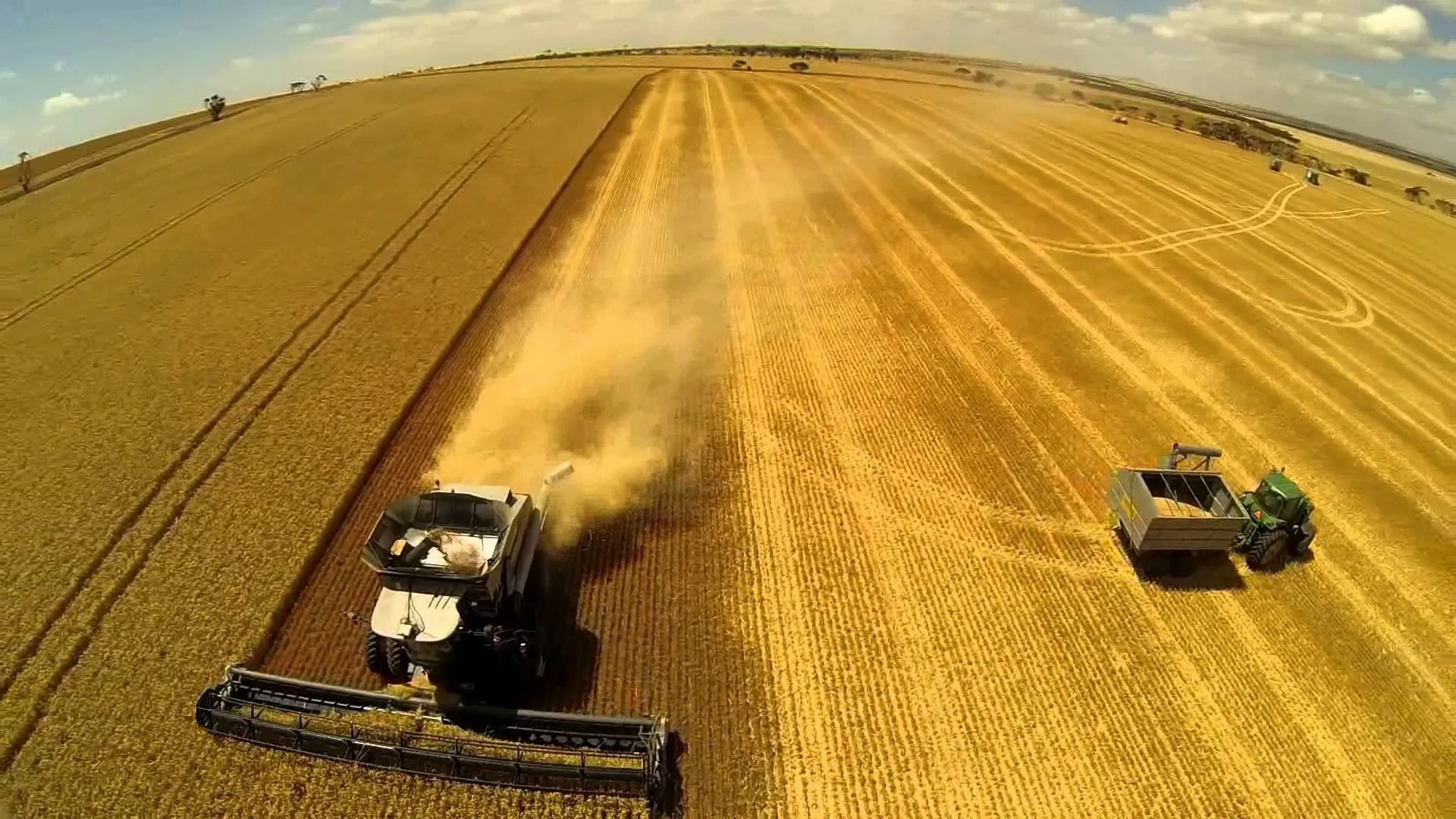 Обсяги пшениці перевищили минулорічні на 30%