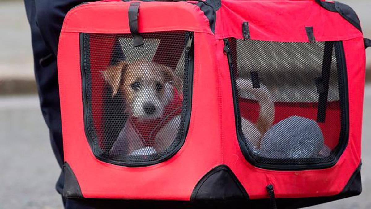 У британського прем'єра з'явився песик: зворушливі фото У британського прем'єра з'явився песик: зворушливі фото