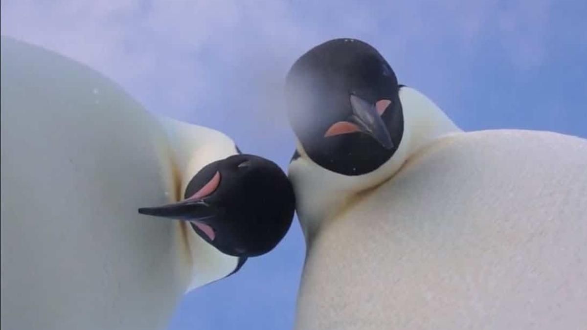 Селфи с дикими животными вредят им и вызывают стресс Селфи с дикими животными вредят им и вызывают стресс