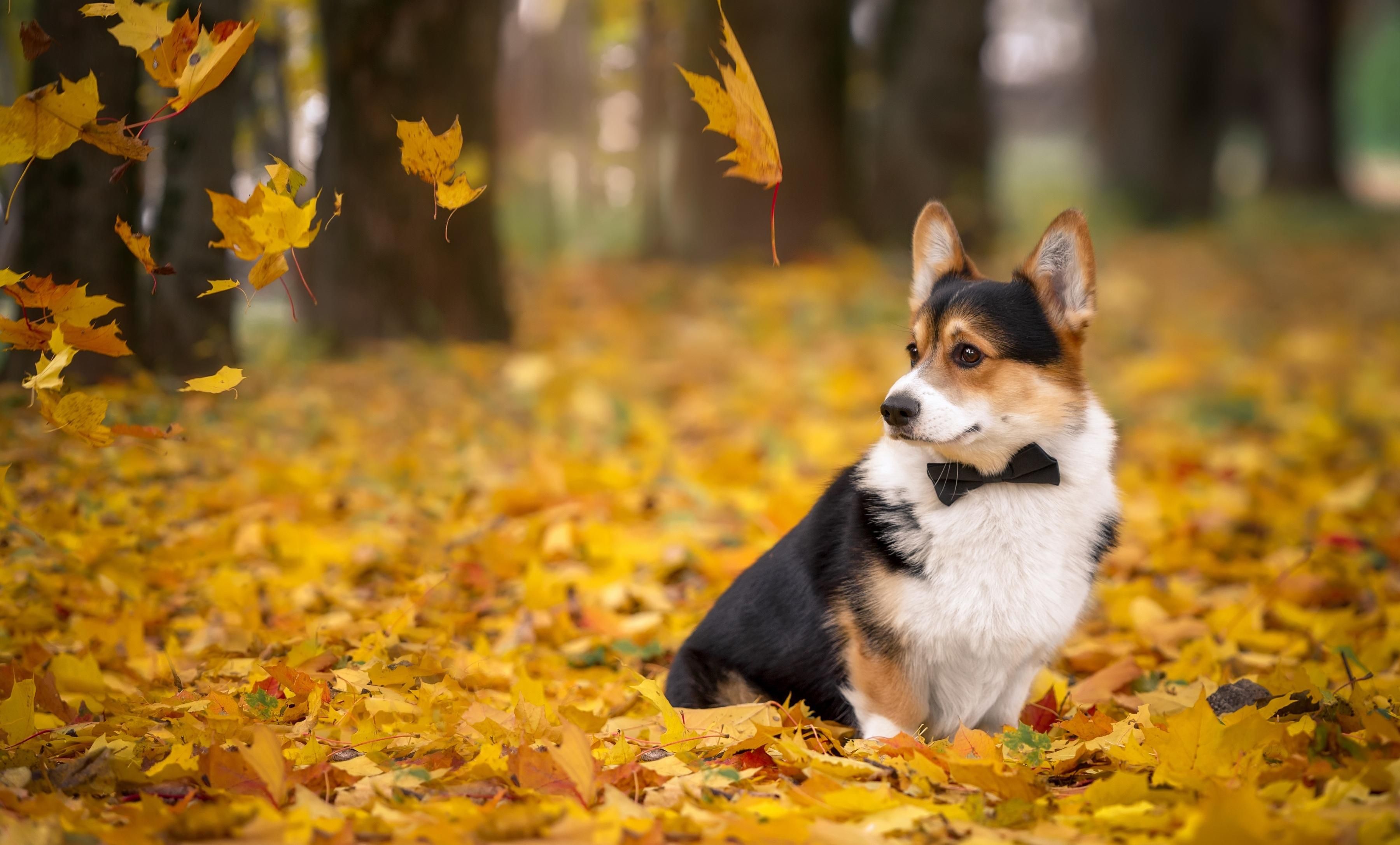 Погода 5 вересня 2019: в Україну прийде осіннє тепло – синоптик Погода 5 вересня 2019: в Україну прийде осіннє тепло – синоптик