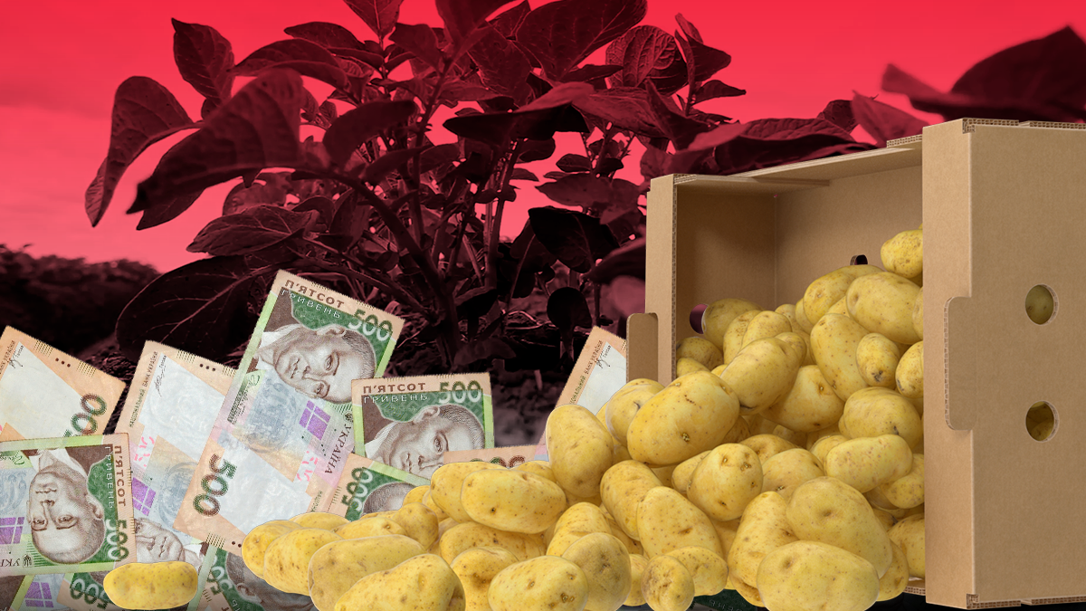 Цена на картошку 2019 – почему украинский картофель дорожает