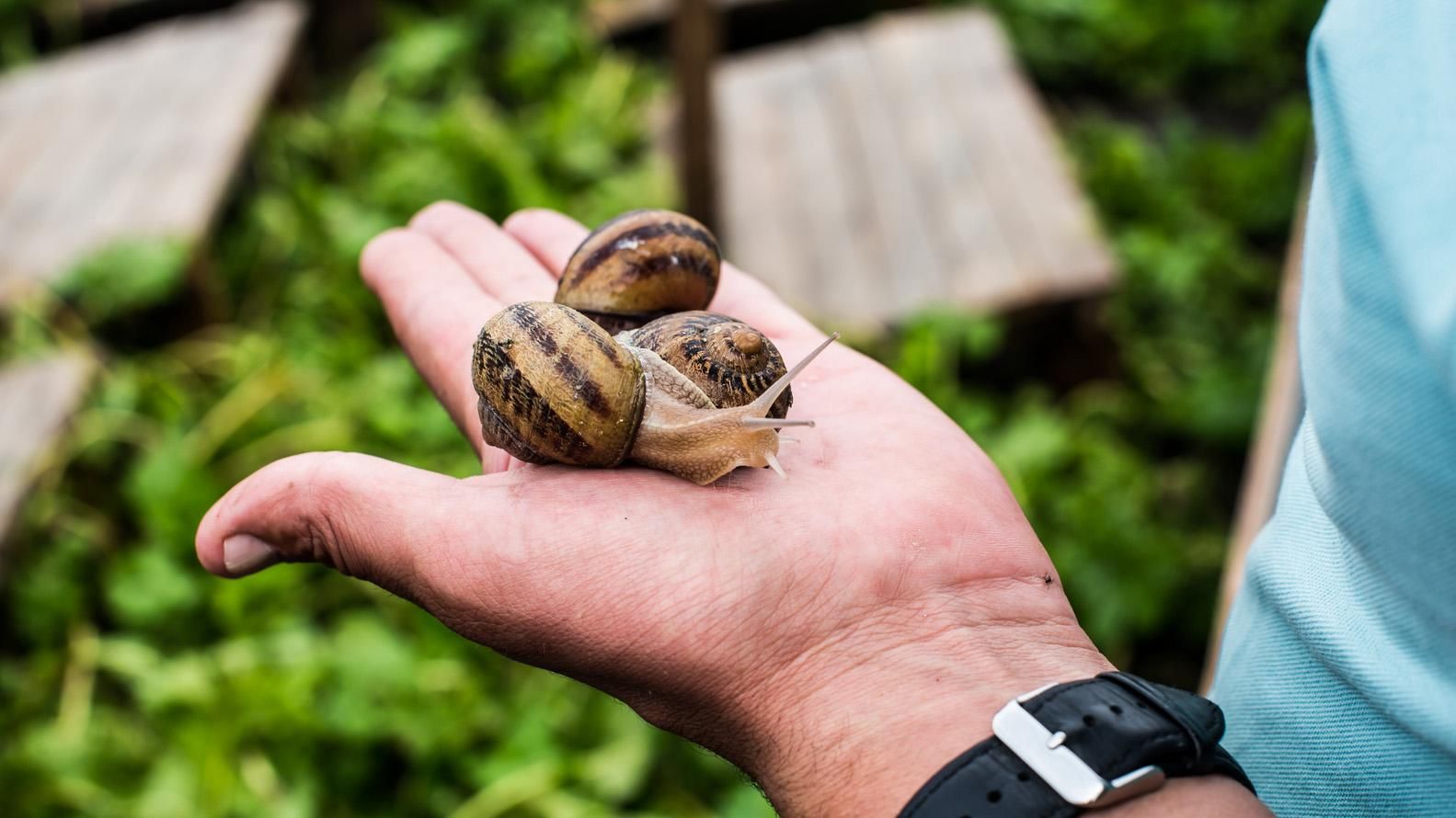 Скільки заробляють українці на равликах: неочікувані суми Скільки заробляють українці на равликах: неочікувані суми