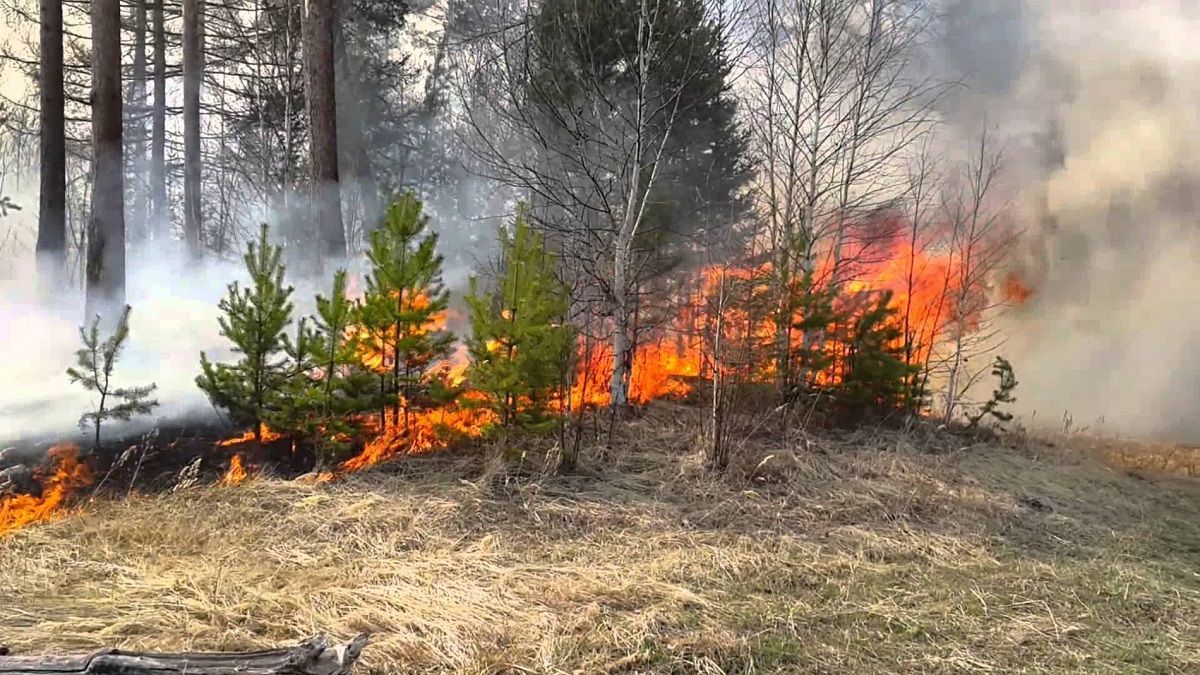 На Чернігівщині горить ліс на території військового полігону: фото