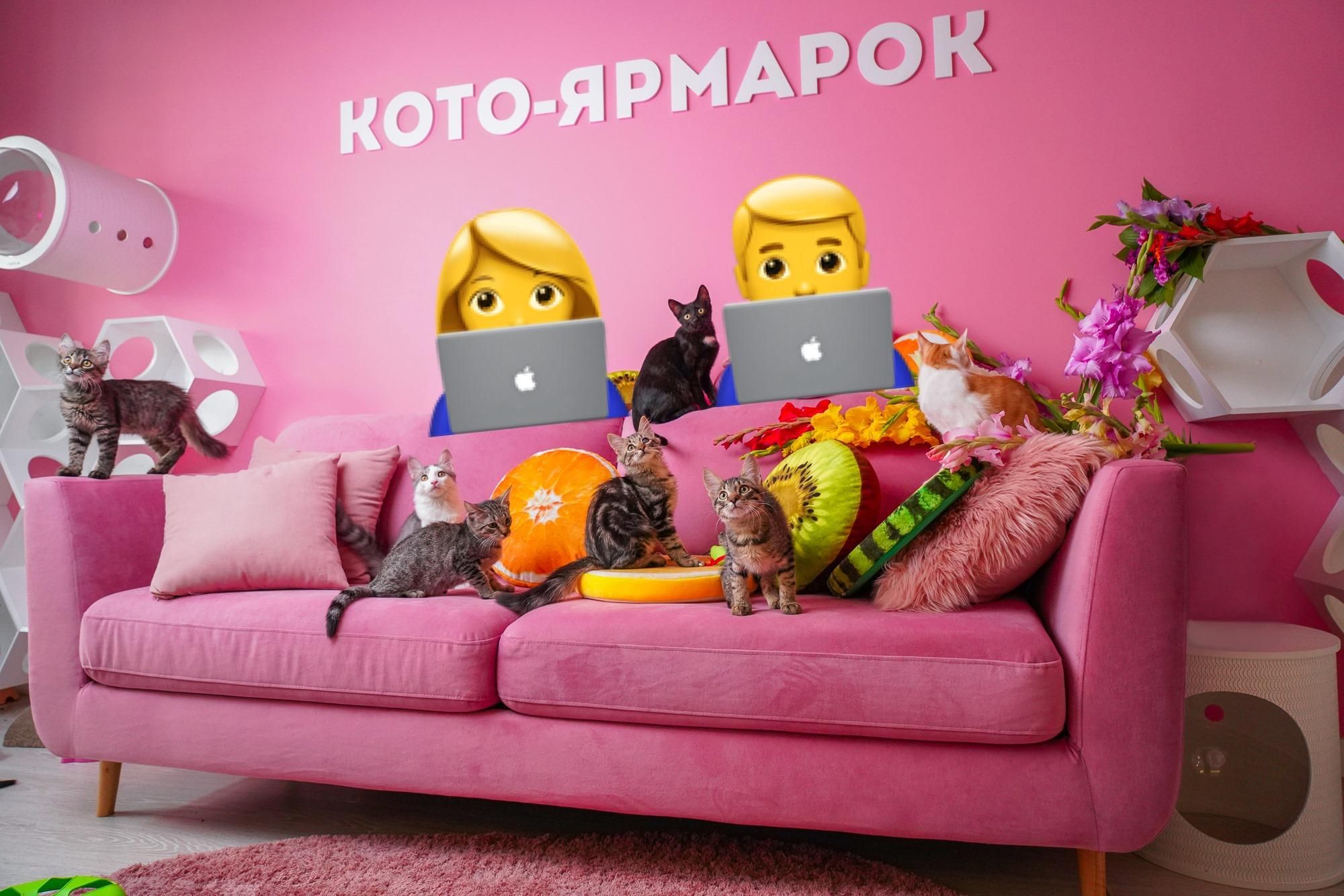Кетворкінг: у Києві запрацював коворкінг з котами – милі фото зсередини